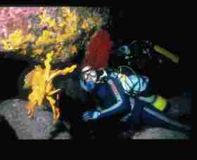 Solitary Islands Marine Park - Gold Coast 4U 0
