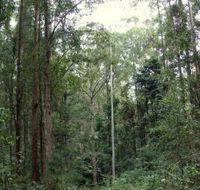 Bongil Bongil National Park - Accommodation Gold Coast
