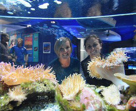 Solitary Islands Aquarium - Gold Coast 4U 0