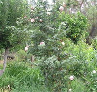 Tombstone Estate Vineyard - Accommodation Gold Coast