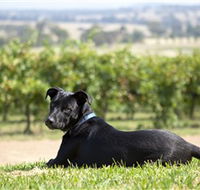 Moothi Estate Vineyard and Cellar Door - Accommodation Gold Coast
