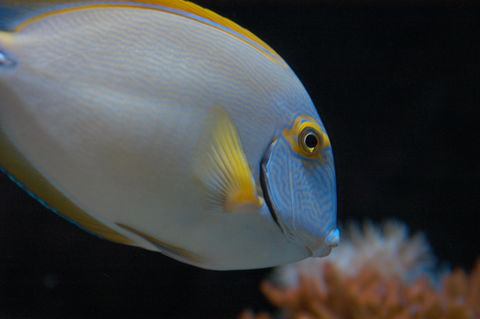 Solitary Islands Aquarium - Gold Coast 4U 3