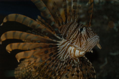Solitary Islands Aquarium - Gold Coast 4U 4