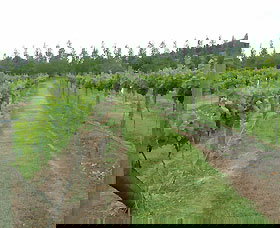 Lake George Winery - 1 Gold Coast 1