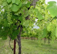Holland Wines - Accommodation Gold Coast