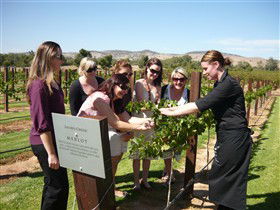 Jacob's Creek Vineyard Tour - Accommodation Gold Coast 2