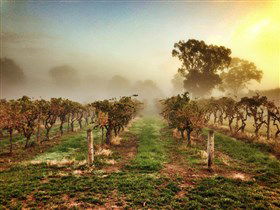 Lambert Estate Wines - Gold Coast 4U 1