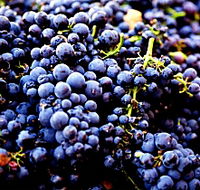 Nandroya Vineyard - Gold Coast 4U