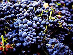 Nandroya Vineyard - Accommodation Gold Coast 0