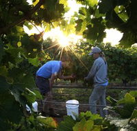 Oakdene Vineyards Restaurant and Cellar Door - Accommodation Gold Coast