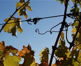 Blackjack Vineyards - Accommodation Gold Coast 1