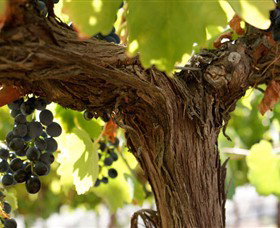 Blackjack Vineyards - Accommodation Gold Coast 0