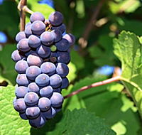 Tinderbox Vineyard - Gold Coast 4U