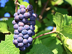 Tinderbox Vineyard - Gold Coast 4U 0