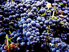Tolpuddle Vineyard - Accommodation Gold Coast 0