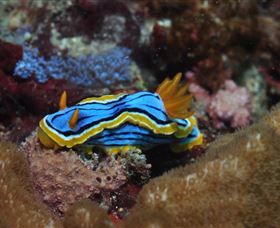 Coral Gardens Dive Site Mooloolaba - Accommodation Gold Coast 1