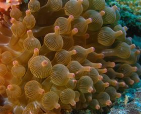 Coral Gardens Dive Site Mooloolaba - Accommodation Gold Coast 0