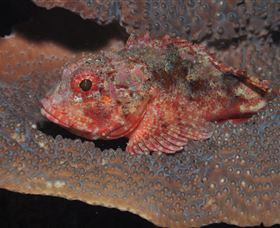 Coral Gardens Dive Site Mooloolaba - Accommodation Gold Coast 2