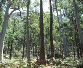 Cathedral Range State Park - Accommodation Gold Coast 0