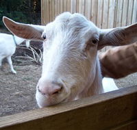 Drysdale Cheeses - Accommodation Gold Coast