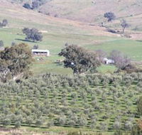 Wymah Organic Olives and Lambs - Accommodation Gold Coast