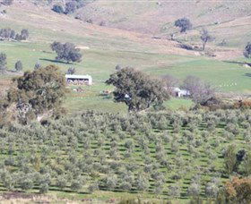 Wymah Organic Olives And Lambs - Accommodation Gold Coast 0