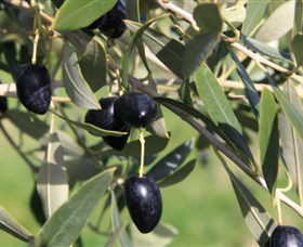 Wymah Organic Olives And Lambs - Accommodation Gold Coast 2