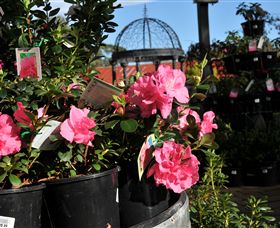 Van Loon's Nursery - Accommodation Gold Coast 1