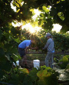 Oakdene Vineyards Restaurant And Cellar Door - Accommodation Gold Coast 3