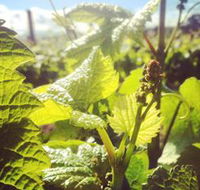 Punt Road Winery - Accommodation Gold Coast