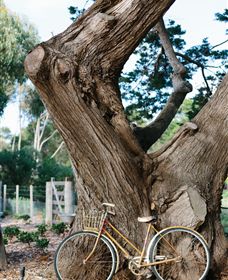 Kiltynane Wines - Accommodation Gold Coast 8