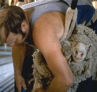 Kuriong Sheep Station - Accommodation Gold Coast