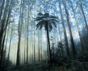 Yarra Ranges National Park - Accommodation Gold Coast 0