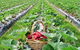 Blue Hills Berries & Cherries - thumb 0