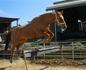 Boggy Creek Shows - Accommodation Gold Coast 3