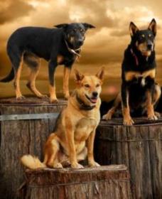 Boggy Creek Shows - Accommodation Gold Coast 1