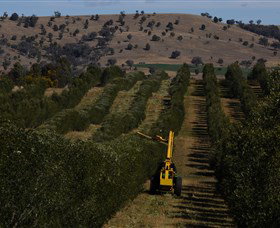 Rylstone Olive Press - Accommodation Gold Coast 2