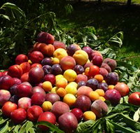 Rayner's Orchard - Accommodation Gold Coast