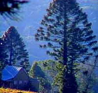 Bunya Mountains National Park - Accommodation Gold Coast