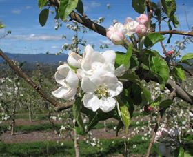 Batlow NSW Accommodation Gold Coast