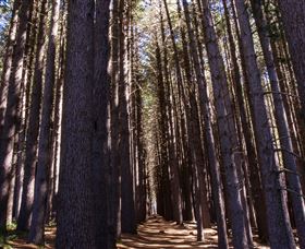Sugarpine Walk - Accommodation Gold Coast 2