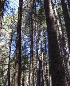 Sugarpine Walk - Accommodation Gold Coast 1