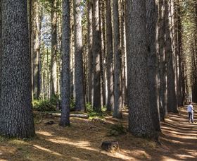 Sugarpine Walk - Accommodation Gold Coast 0