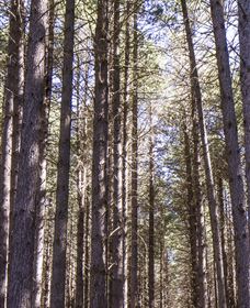Sugarpine Walk - Accommodation Gold Coast 3
