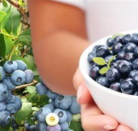 Jolly Berries - Accommodation Gold Coast