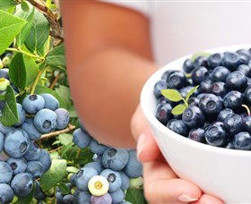 Jolly Berries - Accommodation Gold Coast 0