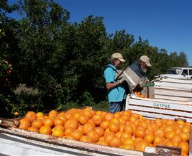 Gayndahs Big Orange - Accommodation Gold Coast 2