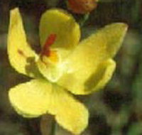 Langwarrin Flora and Fauna Reserve - 1 Gold Coast