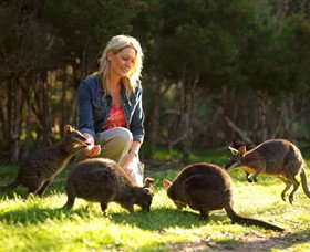 Moonlit Sanctuary Wildlife Conservation Park - Accommodation Gold Coast 0