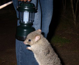 Moonlit Sanctuary Wildlife Conservation Park - Accommodation Gold Coast 1